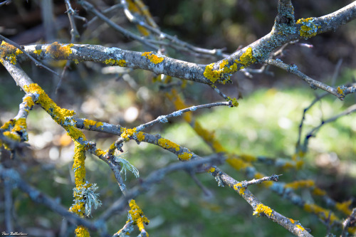 Esos pequeños marcianos llamados líquenes